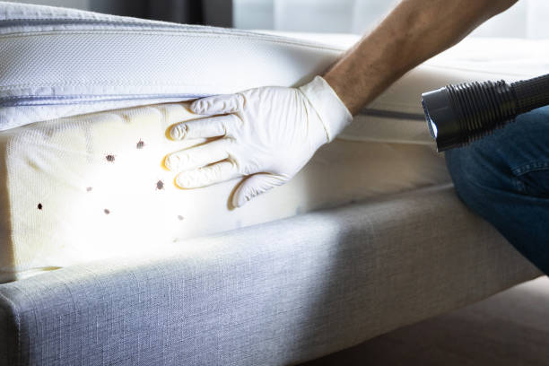 Best Affordable Pest Control Services  in Marble Hill, MO