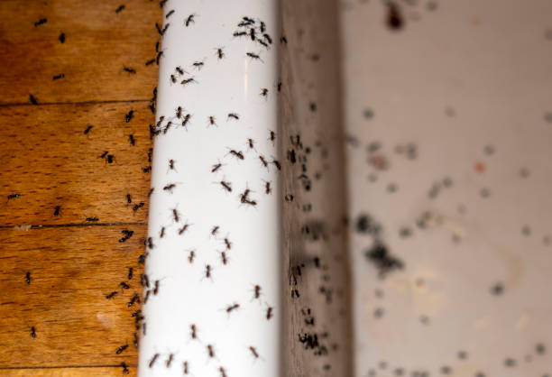 Best Pest Inspection Near Me  in Marble Hill, MO
